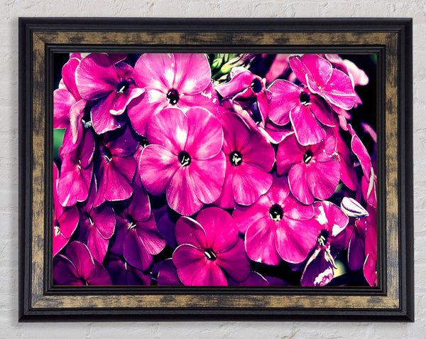 Fiore Framed Print