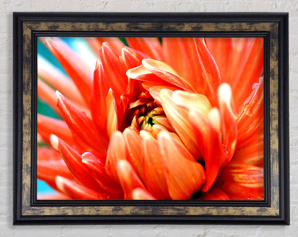 Orange Passion Framed Print