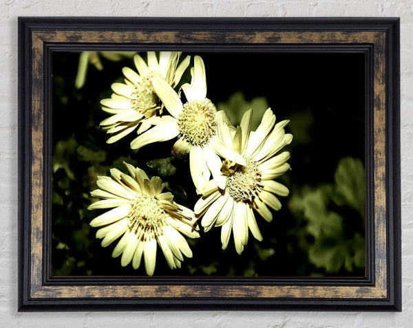Sepia Beauty Framed Print