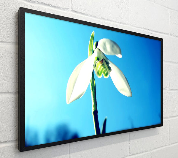 Snowdrop Spring