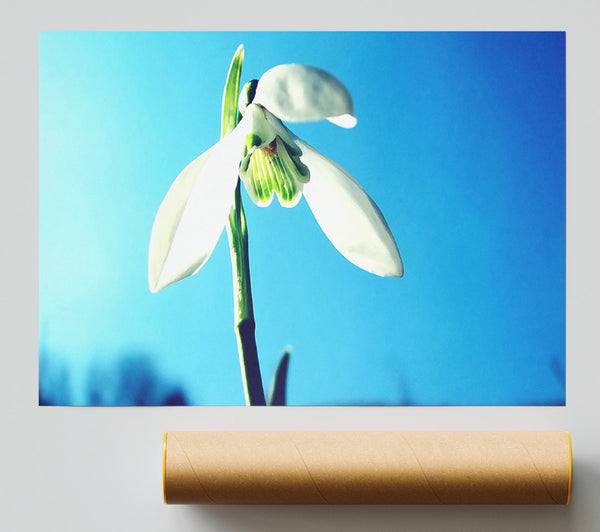 Snowdrop Spring Print