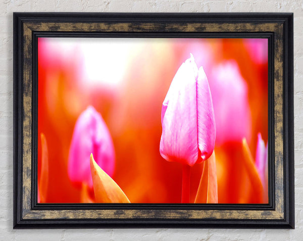 Pink Tulip On Red Framed Print