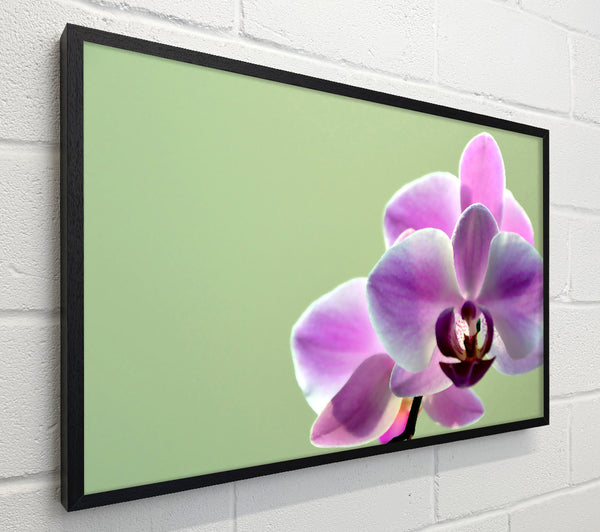 Orchid Pinks