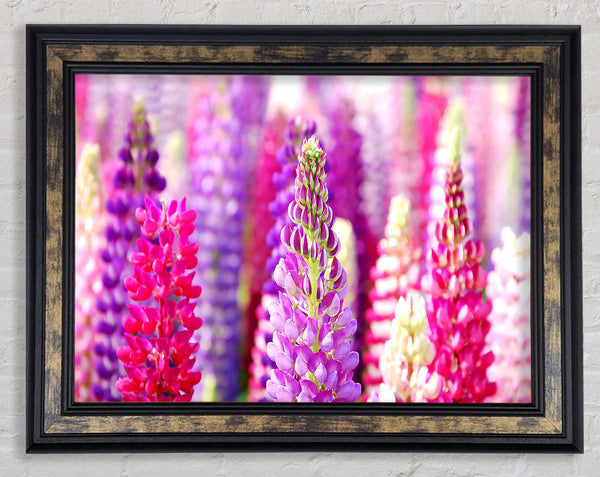 Pink And Purple Lupin Flowers Framed Print
