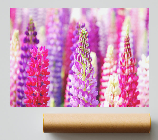 Pink And Purple Lupin Flowers Poster