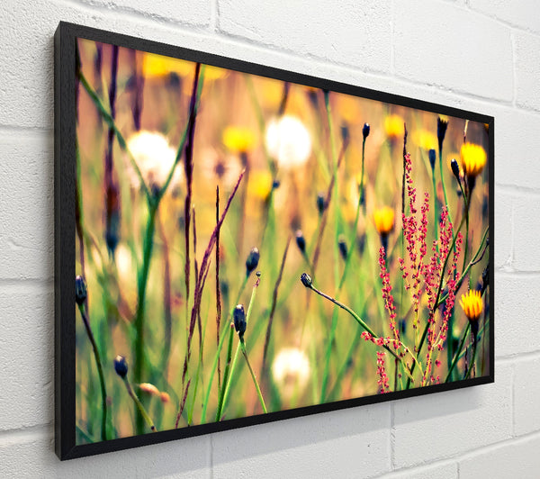 Flowers And Weeds