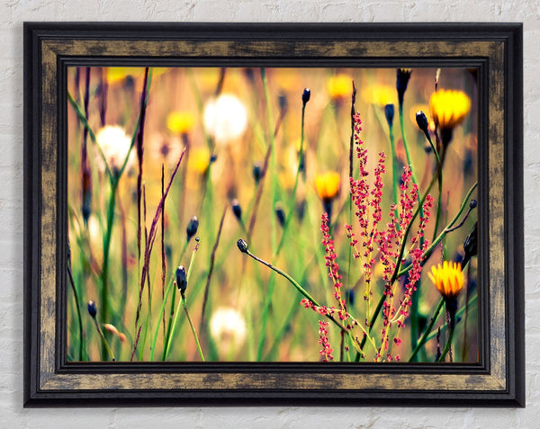 Flowers And Weeds Framed Print