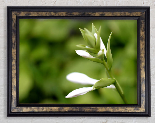 Soft White n Greens Framed Print
