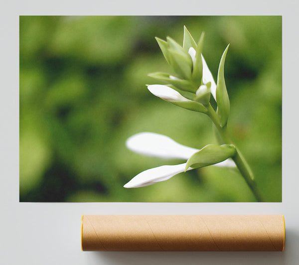 Soft White N Greens Giclee Print