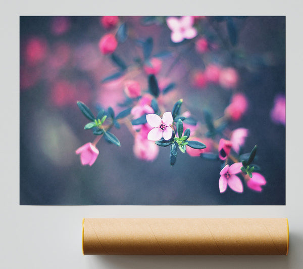 Four Petals Poster