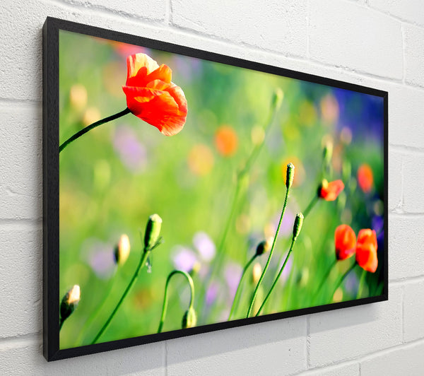 Poppy Meadow