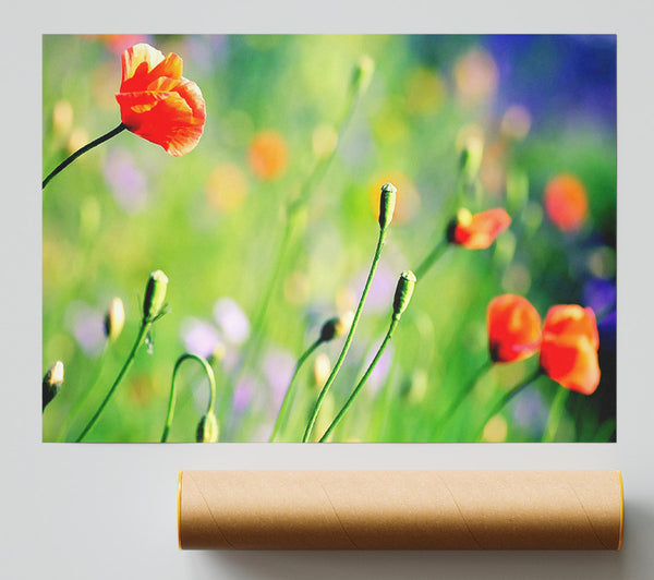Poppy Meadow Print