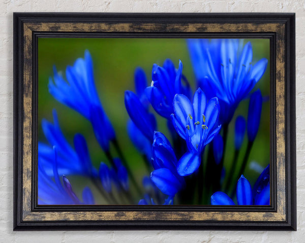 Blue Soft Look Framed Print