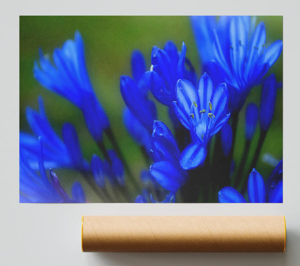 Blue Soft Look Poster