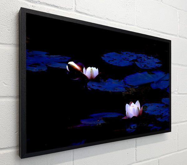 Pink Water Lily On Blue