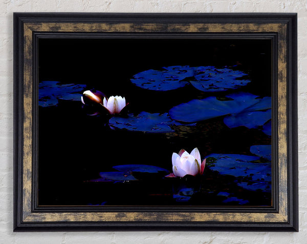 Pink Water Lily On Blue Framed Print