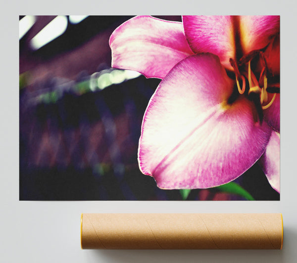 Close_Up Of A Pink Petal Giclee Print
