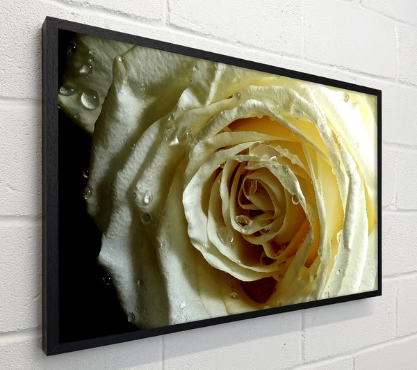 White Rose On Black Velvet