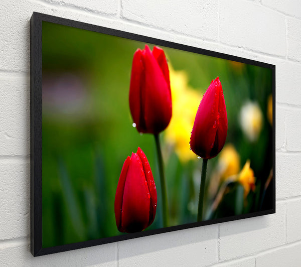 Three Red Tulips
