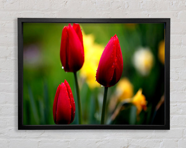 Drei rote Tulpen