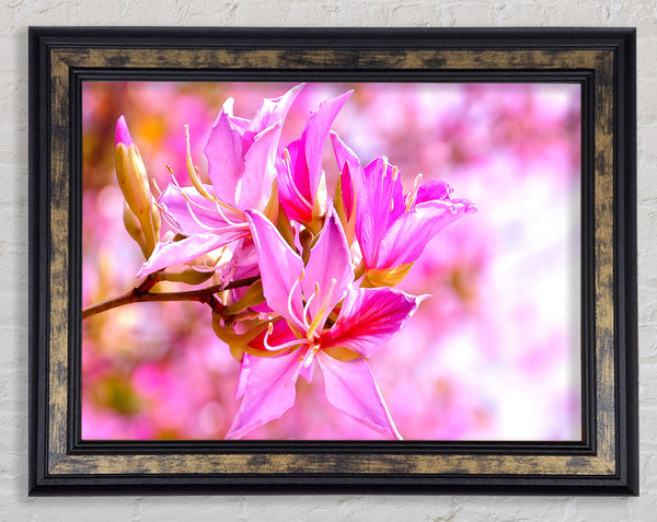 Stunning Deep Pink Flowers Framed Print