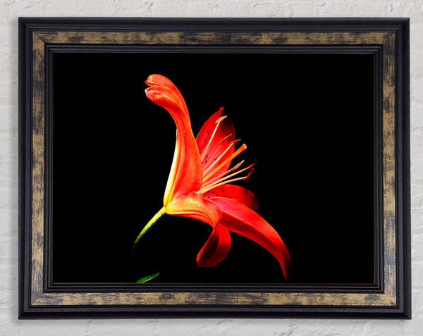 Flower In Space Framed Print
