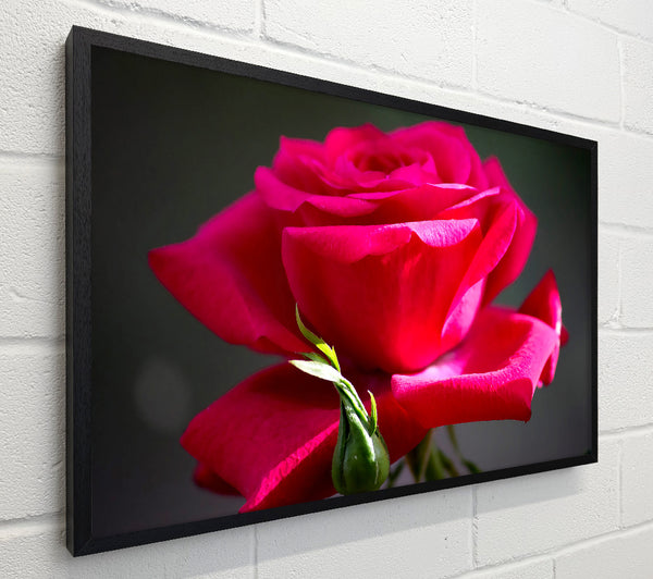 Red Pink Rose