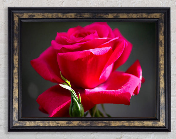 Red Pink Rose Framed Print