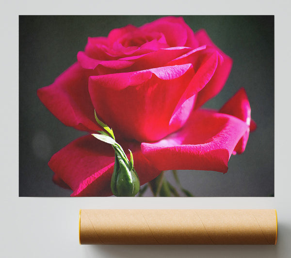 Red Pink Rose Print