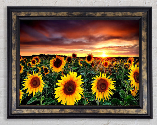 Magic Landscape Sunflower Field Framed Print