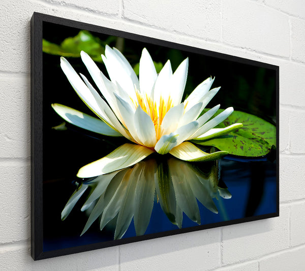 White Water Lily Reflection