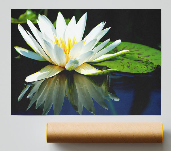 White Water Lily Reflection Giclee Print