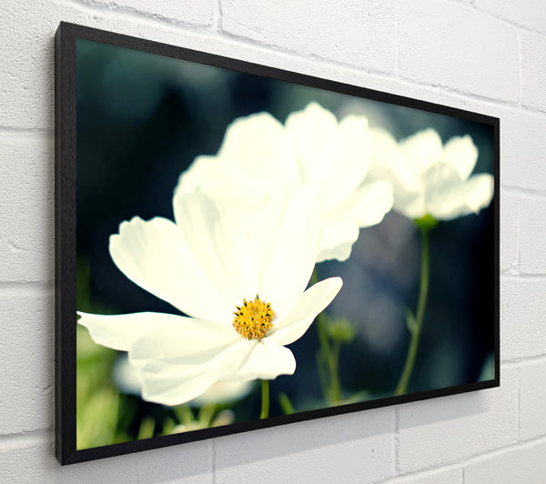 Beautiful Soft White Petals