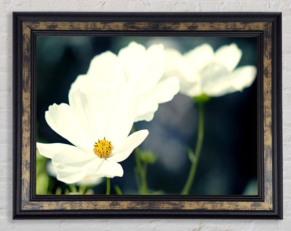 Beautiful Soft White Petals Framed Print