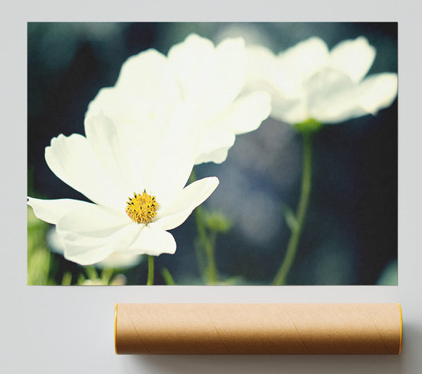 Beautiful Soft White Petals Poster