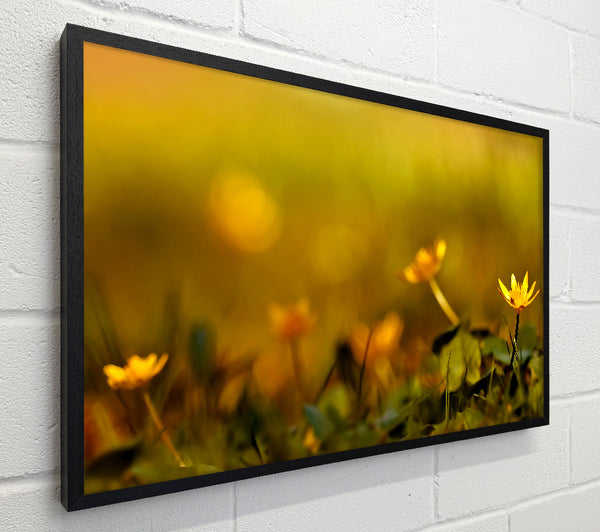 Yellow Flowers In The Golden Sun