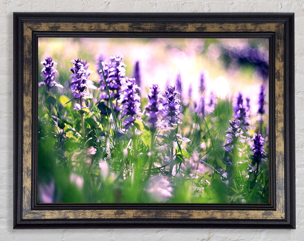 Lupin Flowers Framed Print