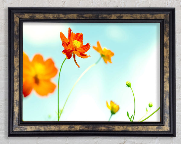 Perfect Flower Framed Print
