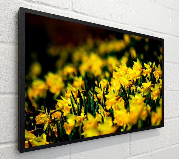Yellow Daffodil Field