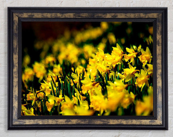 Yellow Daffodil Field Framed Print