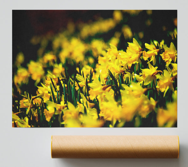 Yellow Daffodil Field Giclee Print