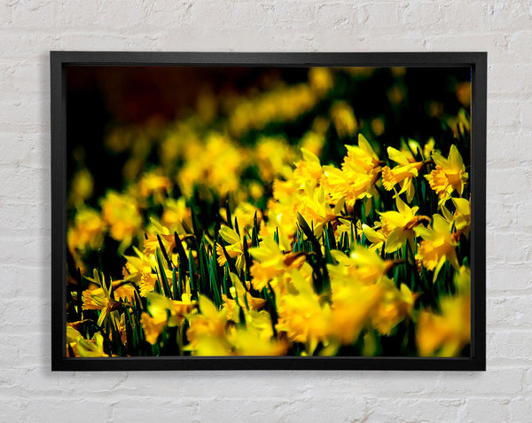 Yellow Daffodil Field