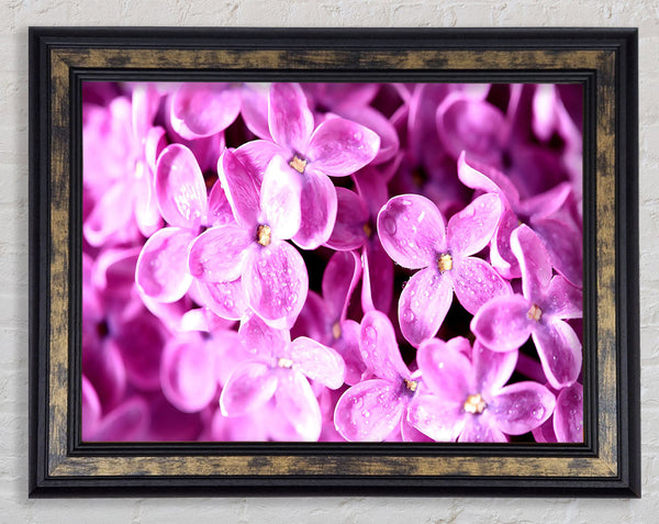 Lilac Flowers Macro Framed Print