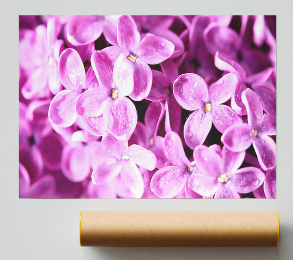 Lilac Flowers Macro Poster