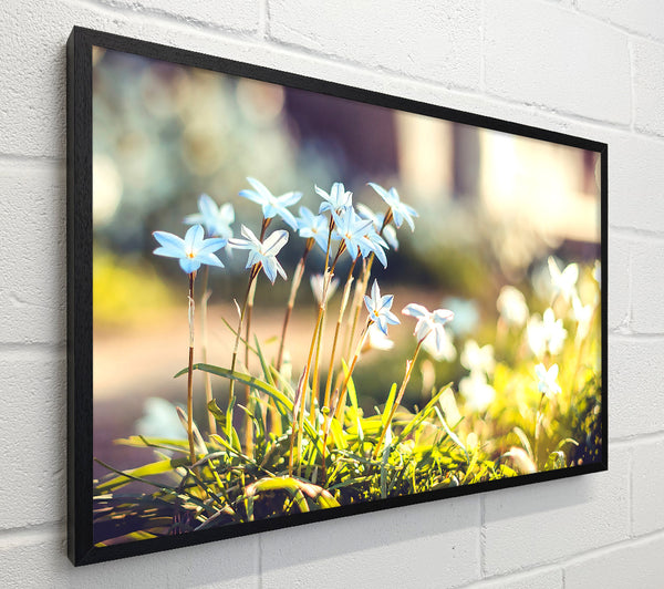 Soft Blue Garden Flowers