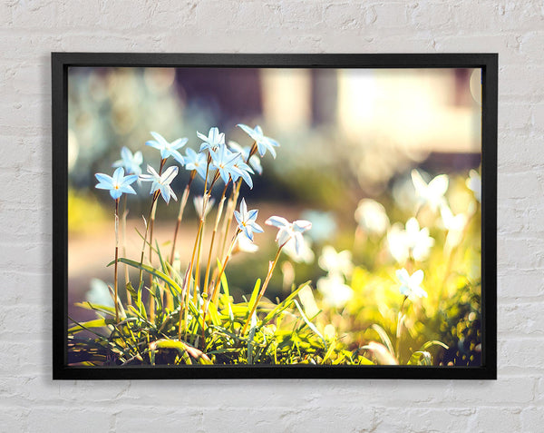 Zartblaue Gartenblumen