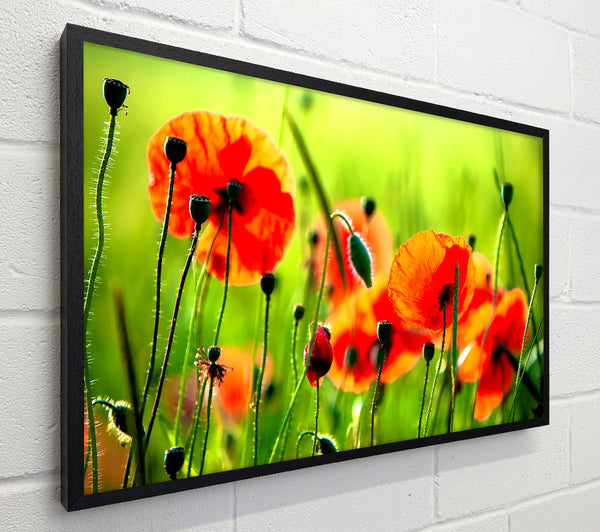 Beautiful Poppies