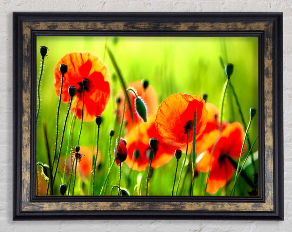 Beautiful Poppies Framed Print