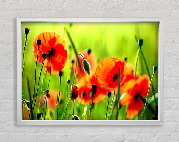 Schöne Mohnblumen