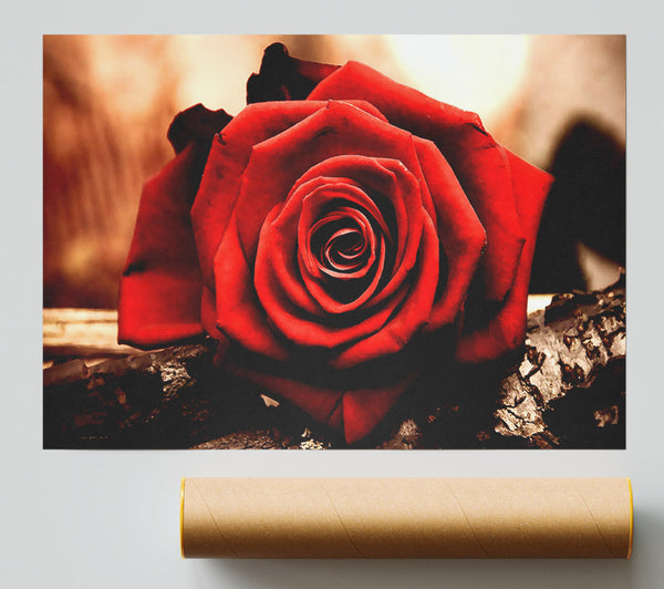 Valentines Day Rose Poster